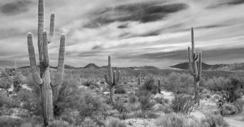 Cactus, desert, resilience